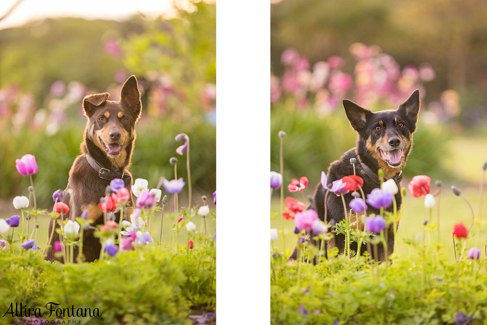 Mack and Pepper's photo session at Centennial Park 
