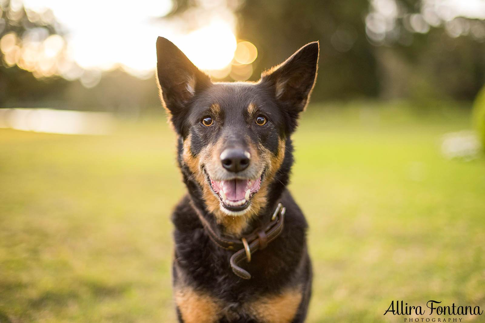 Mack and Pepper's photo session at Centennial Park 