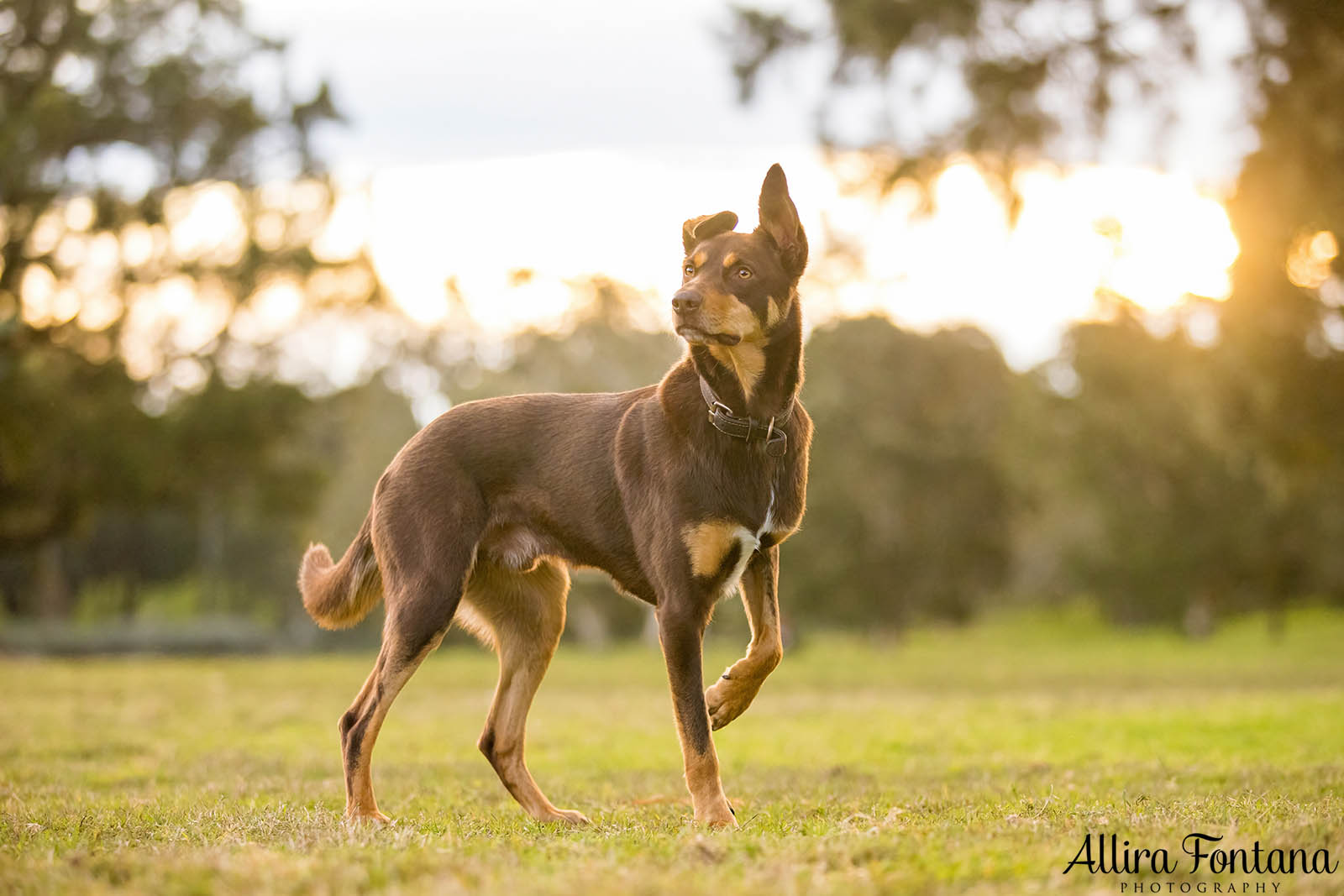 Mack and Pepper's photo session at Centennial Park 