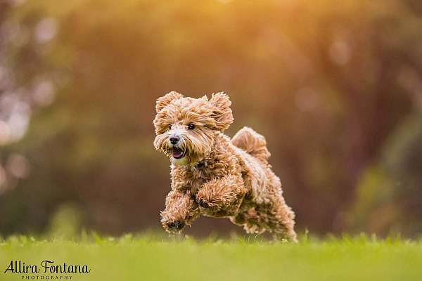 Bronte and Teddy's photo session at Fagan Park