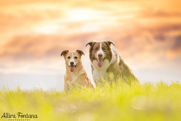 SniffSpace - safe off-lead dog parks all over Australia