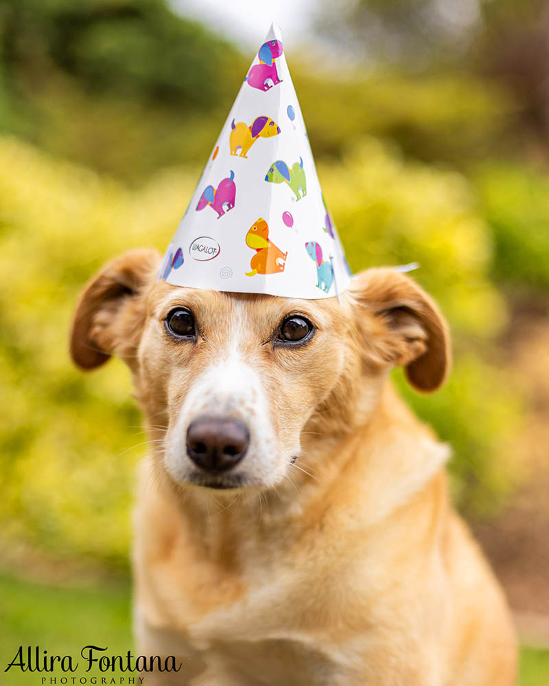 A big happy 8th birthday to Archie!