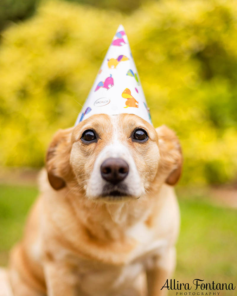 A big happy 8th birthday to Archie!