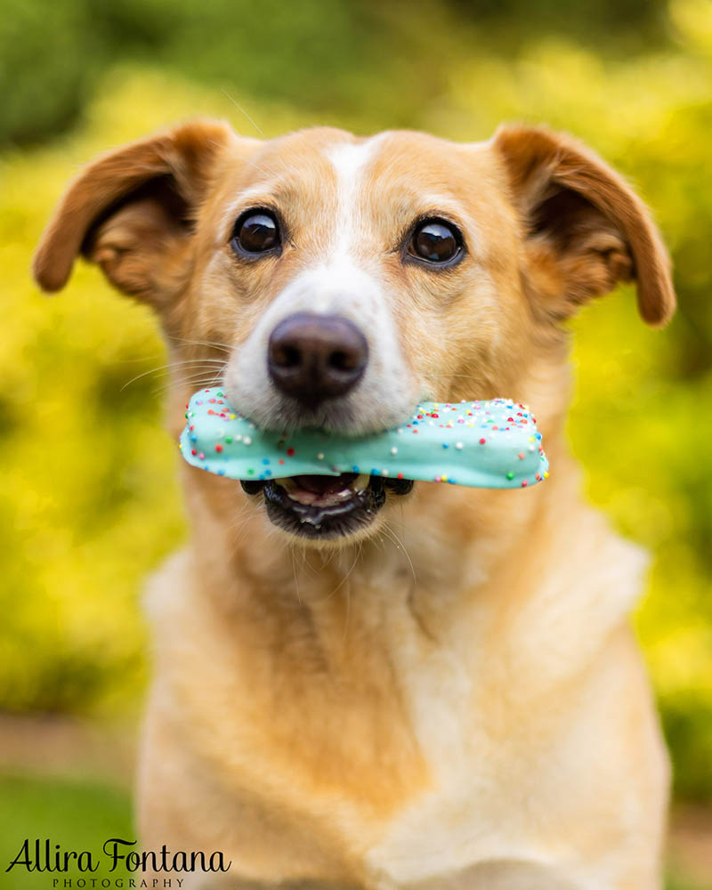A big happy 8th birthday to Archie!