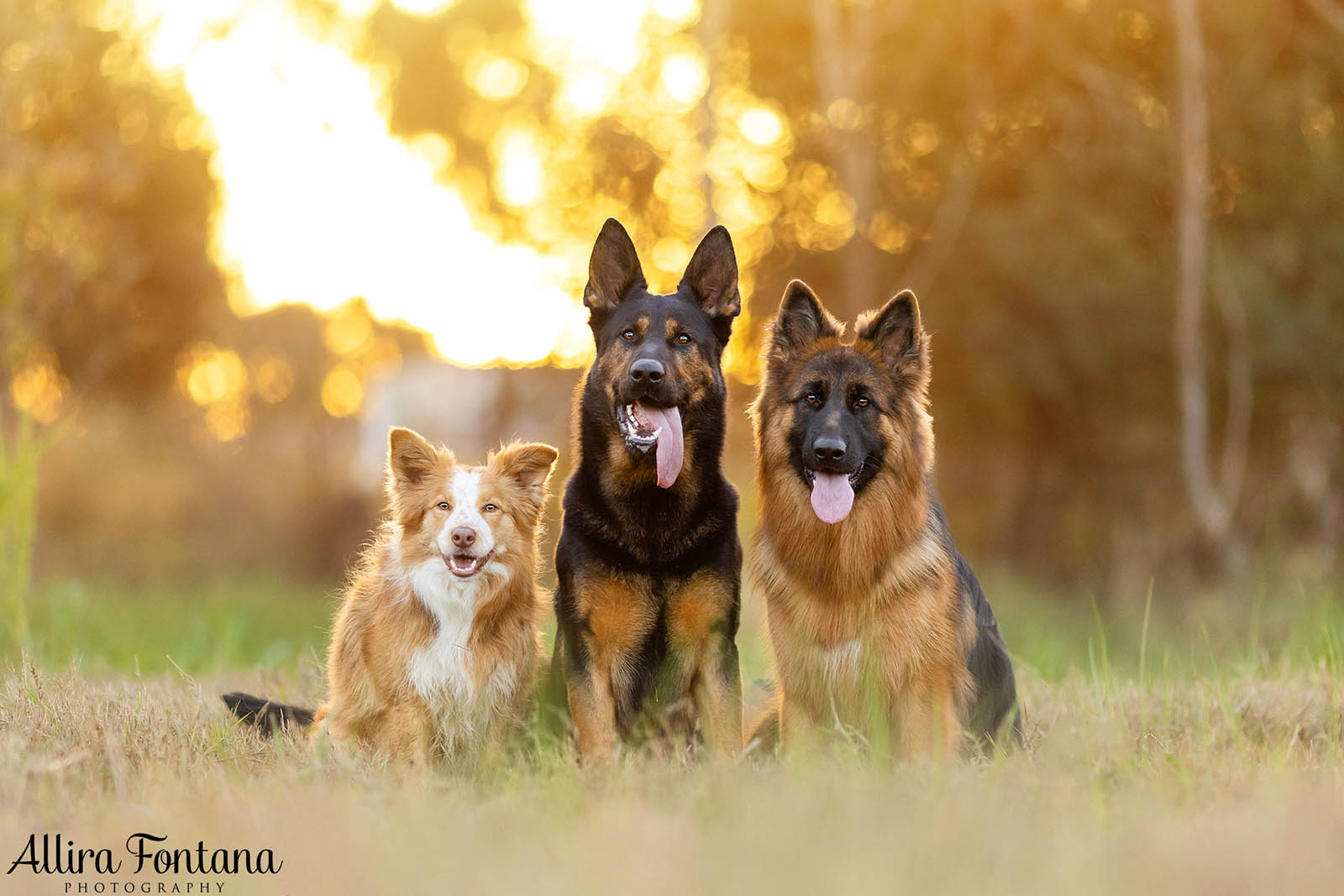 Bailey, Vinnie and Kitana's photo session at home 