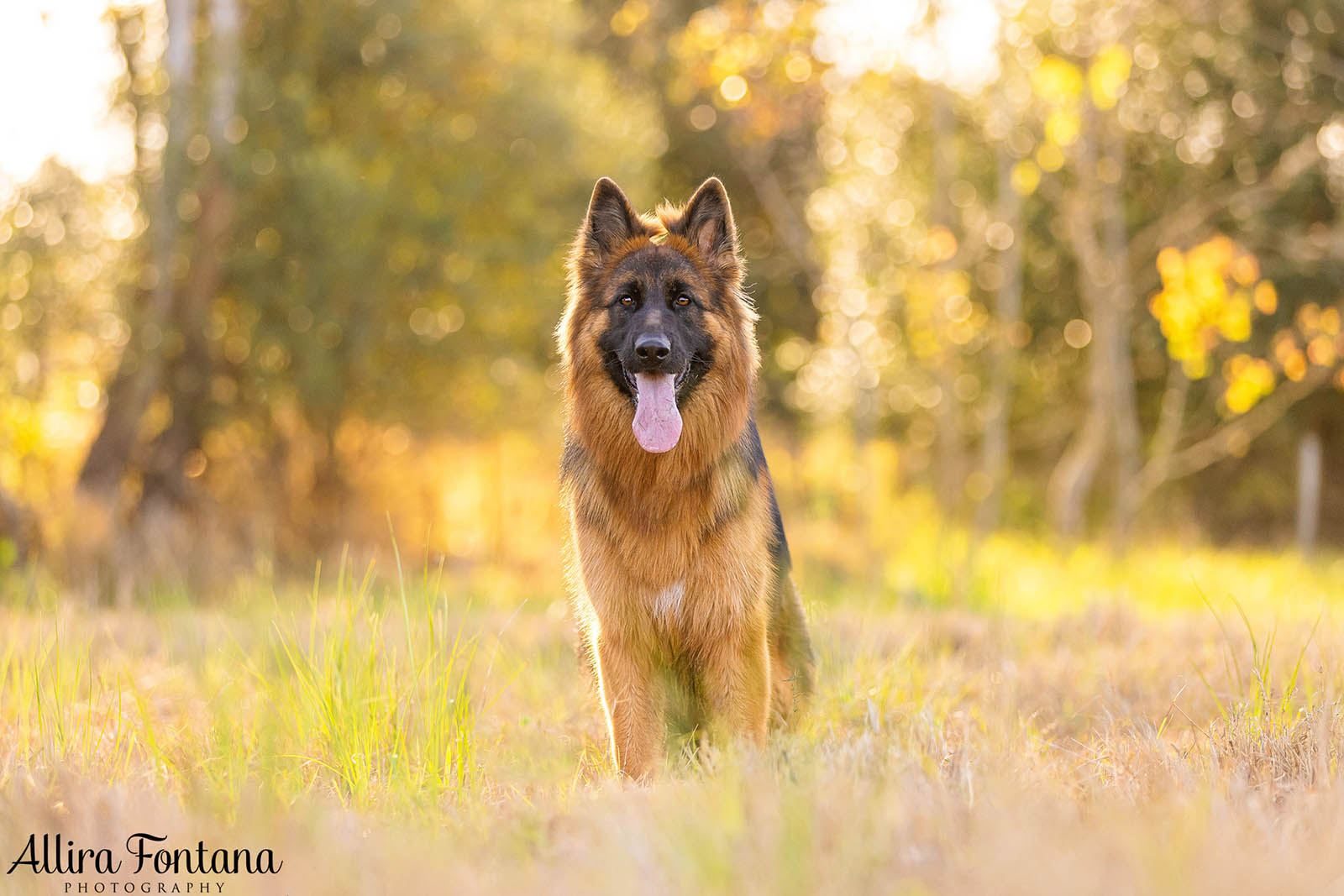 Bailey, Vinnie and Kitana's photo session at home 