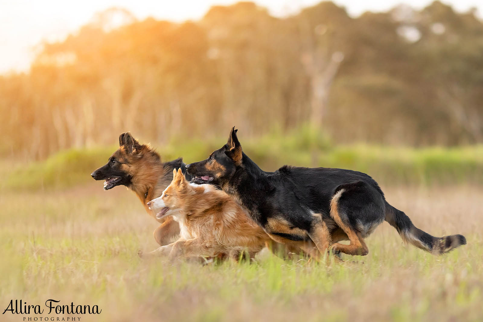 Bailey, Vinnie and Kitana's photo session at home 