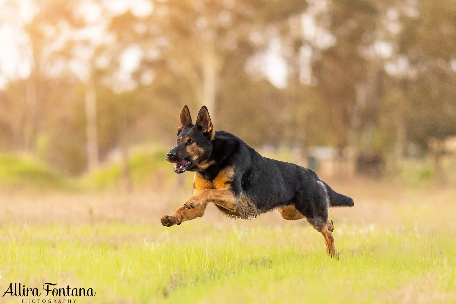 Bailey, Vinnie and Kitana's photo session at home 