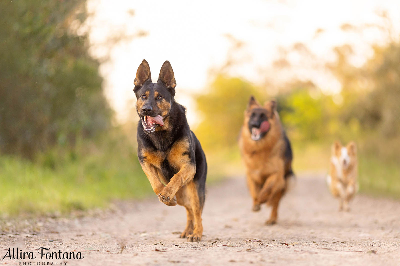 Bailey, Vinnie and Kitana's photo session at home 