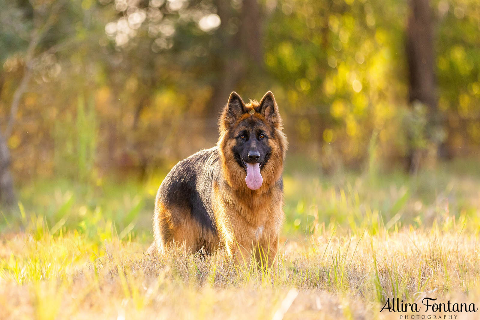 Bailey, Vinnie and Kitana's photo session at home 