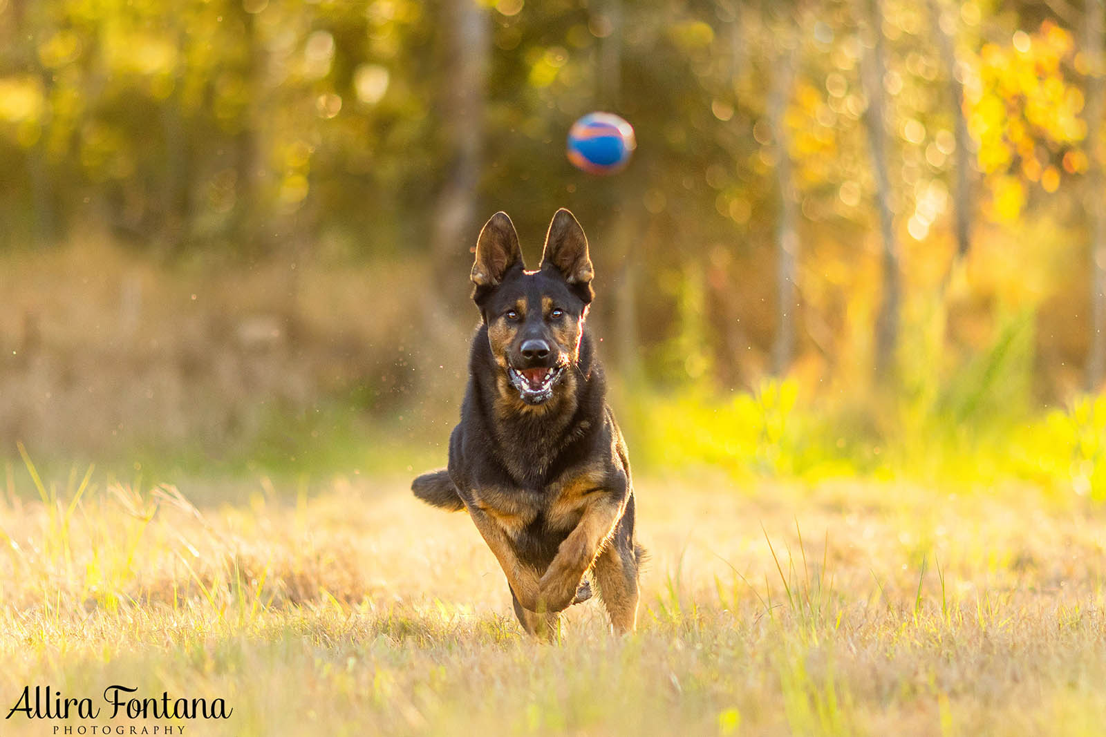 Bailey, Vinnie and Kitana's photo session at home 