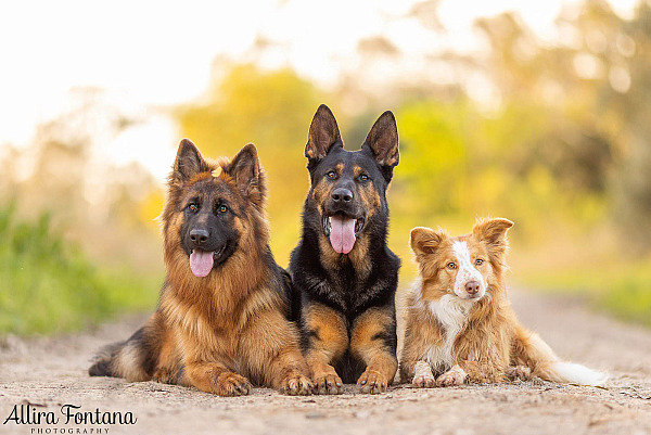 Bailey, Vinnie and Kitana's photo session at home