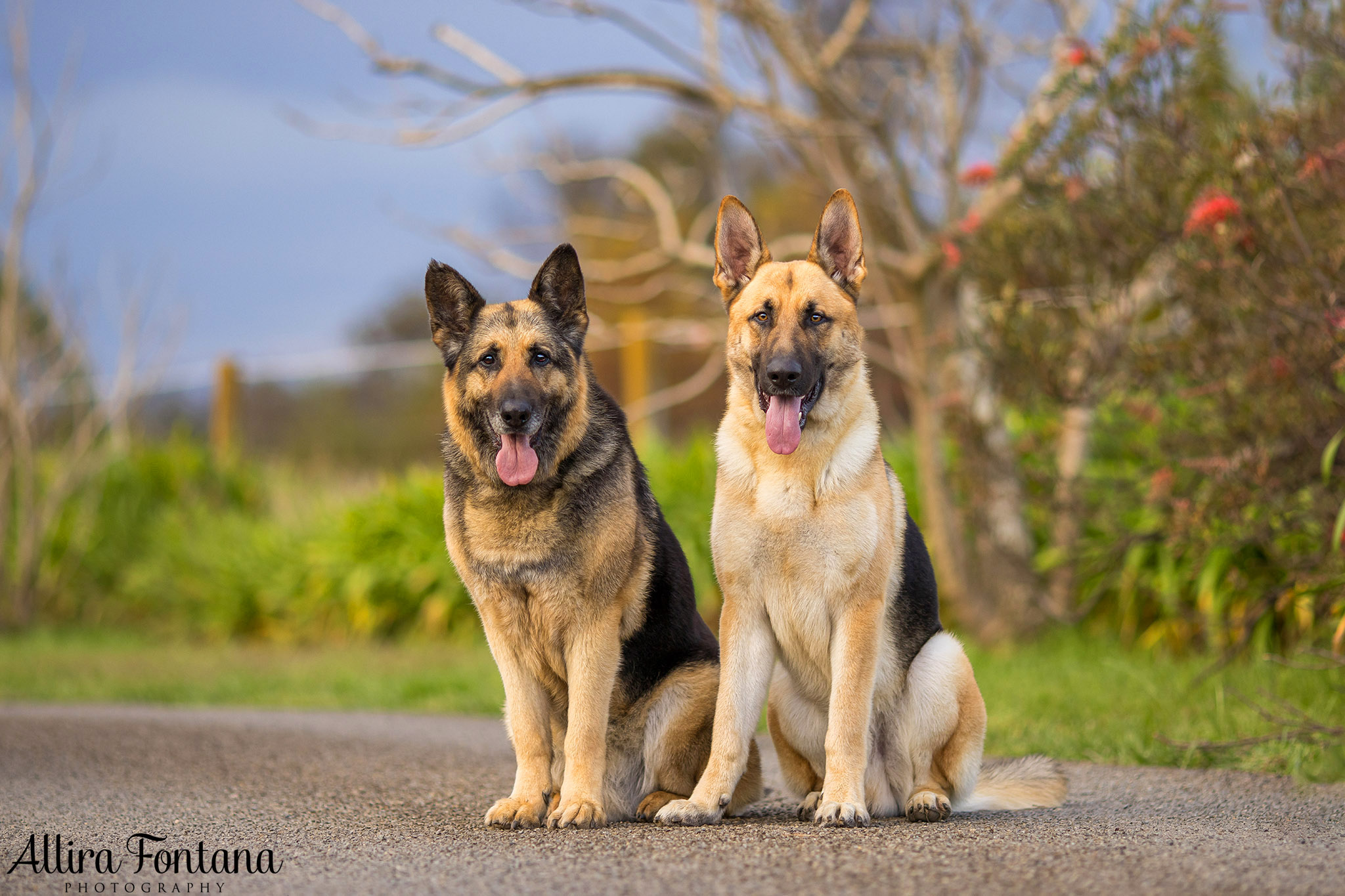 Patriot, Kaiser and Grudge's photo session on location 