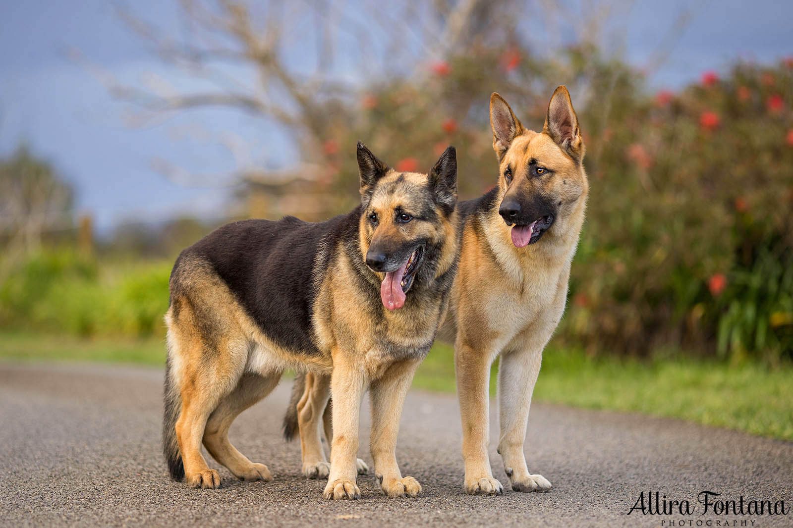 Patriot, Kaiser and Grudge's photo session on location 