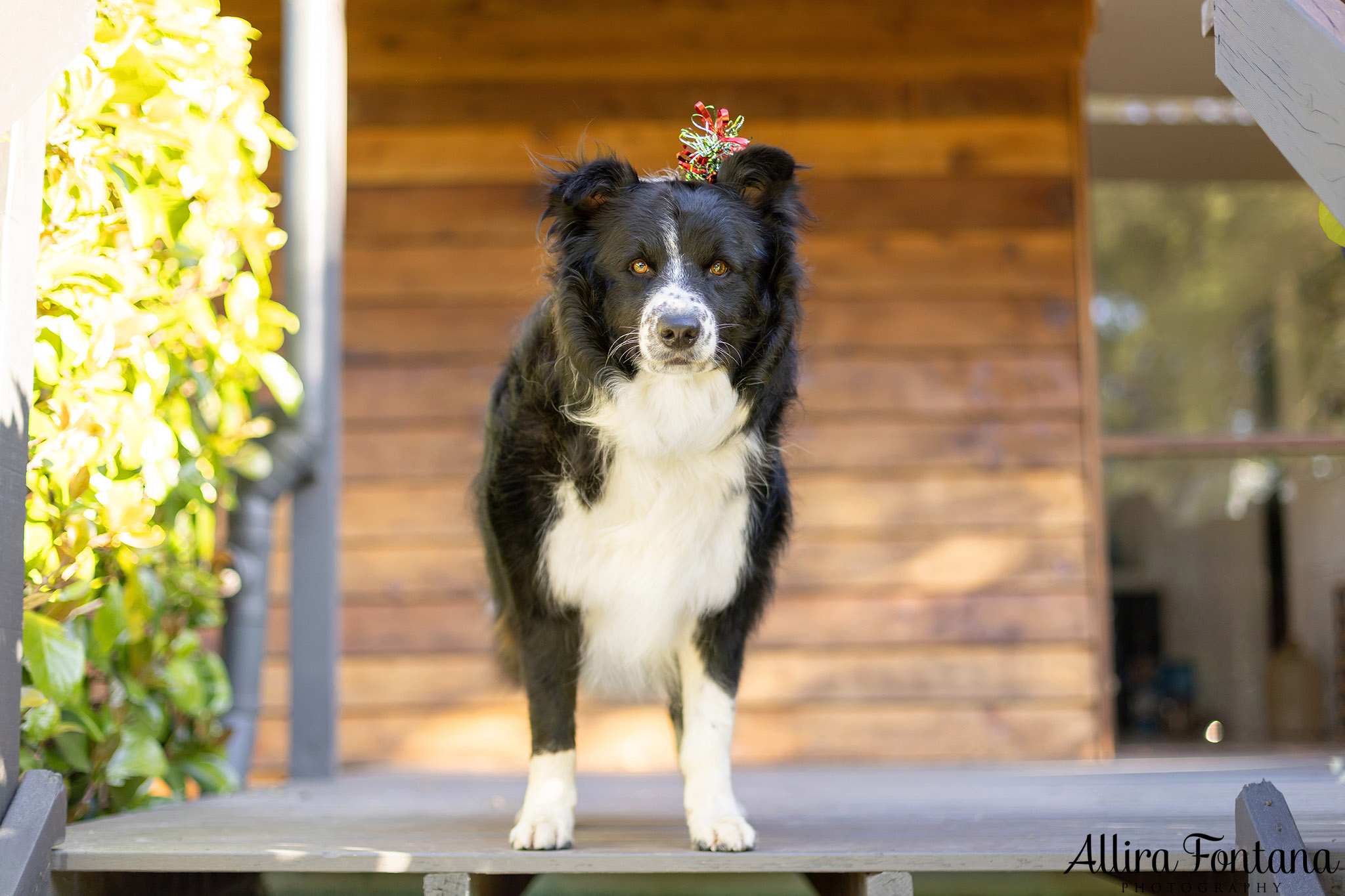 Bundy, Archie, Max and Cashie's photo session at home 