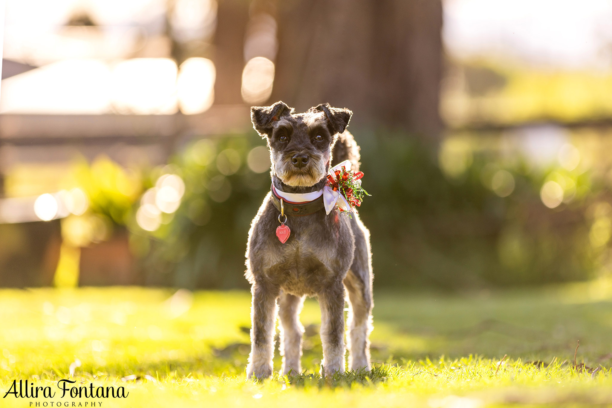 Bundy, Archie, Max and Cashie's photo session at home 