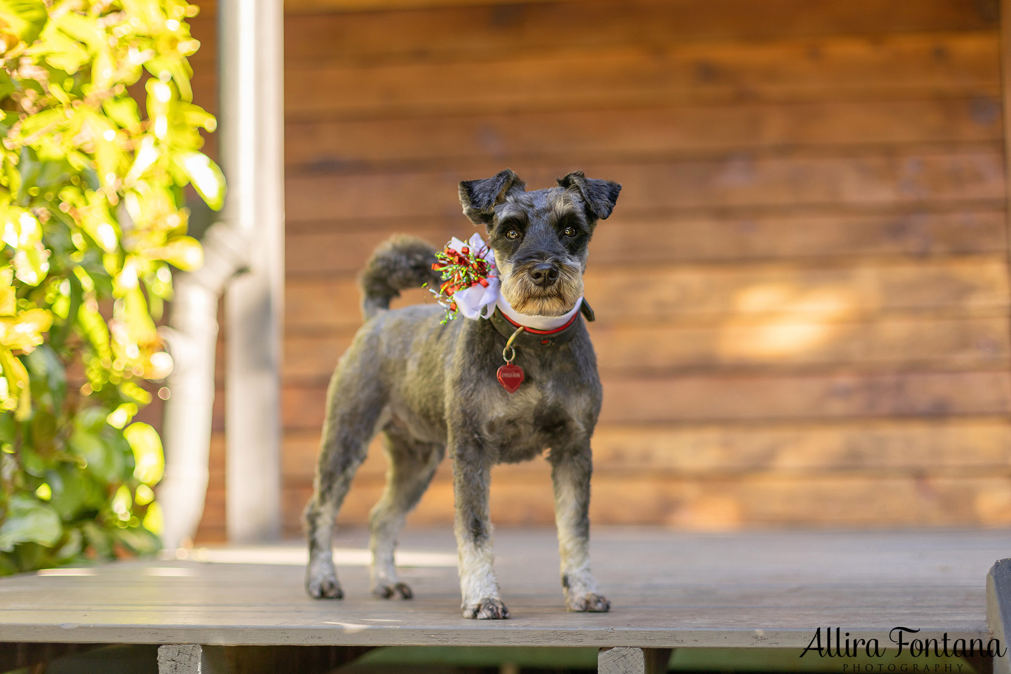 Bundy, Archie, Max and Cashie's photo session at home 