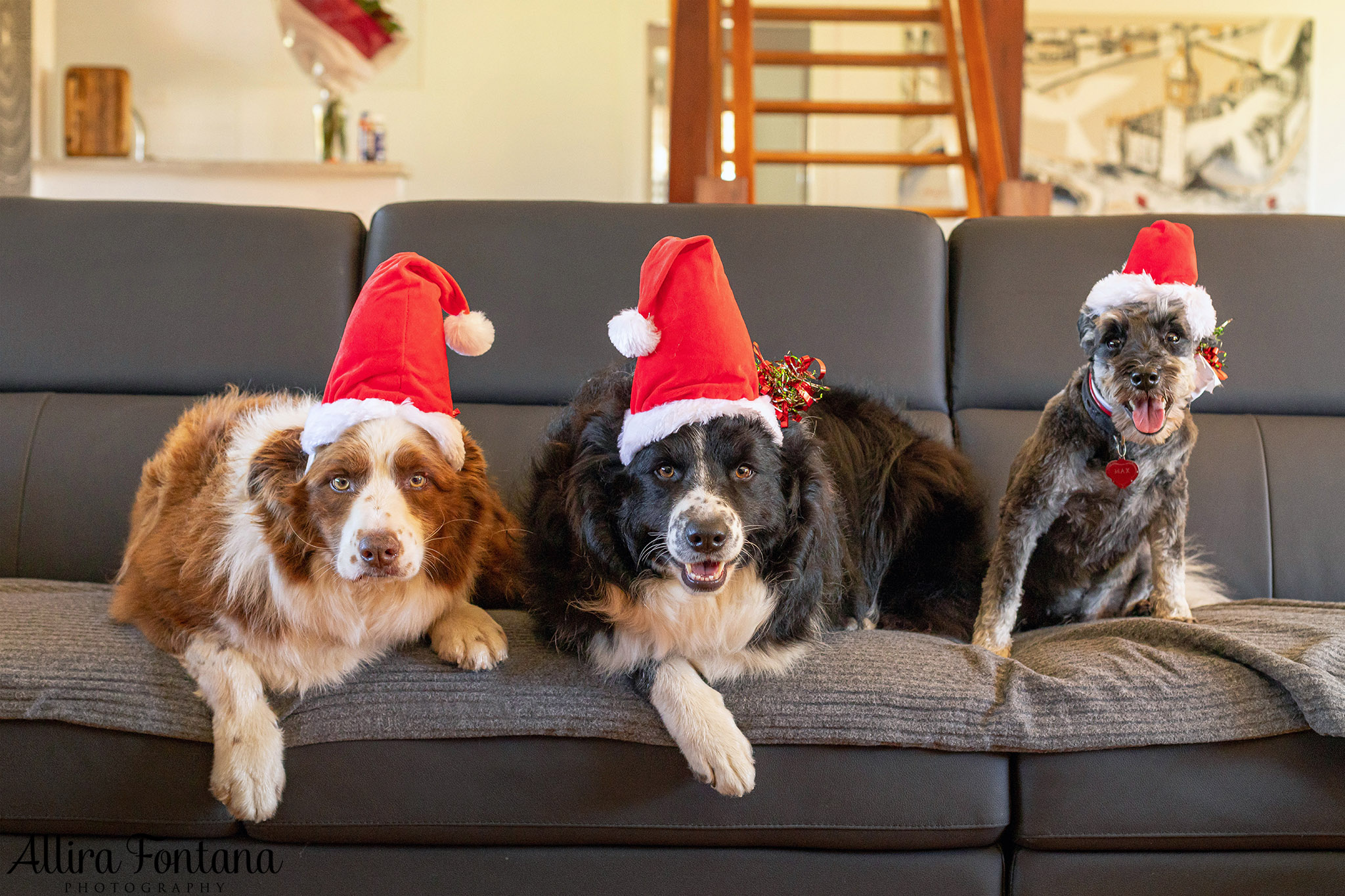 Bundy, Archie, Max and Cashie's photo session at home 