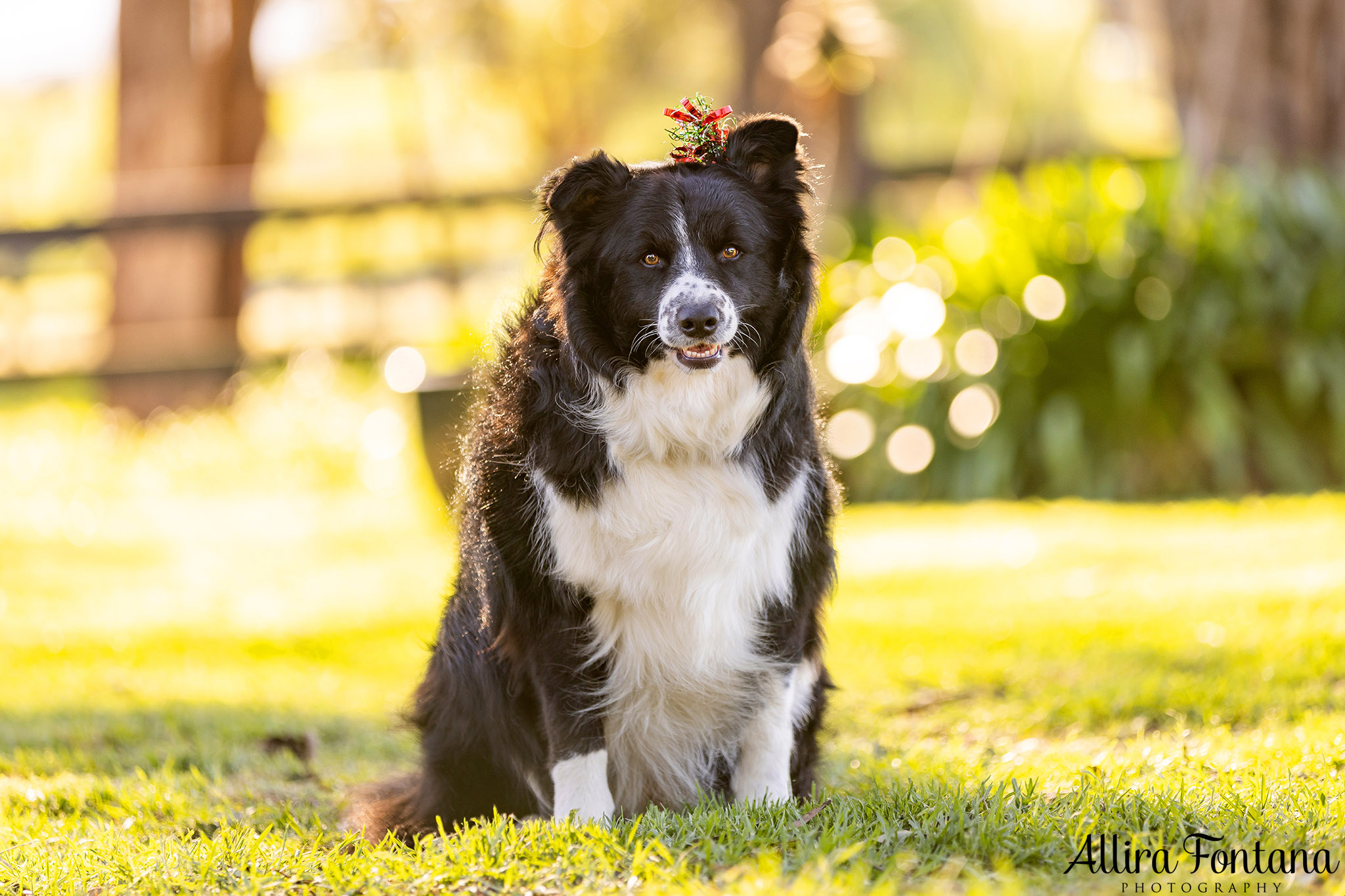 Bundy, Archie, Max and Cashie's photo session at home 