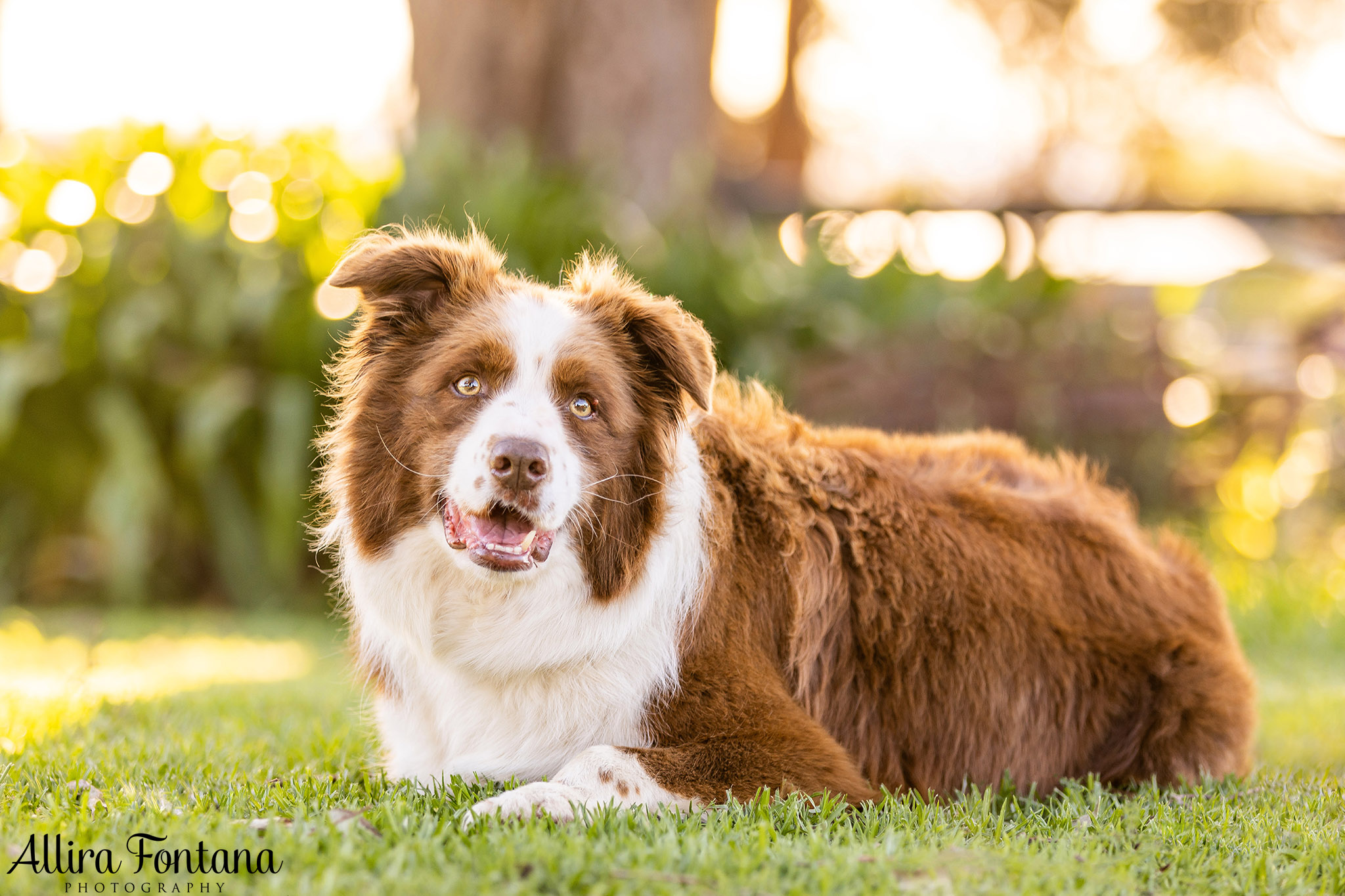 Bundy, Archie, Max and Cashie's photo session at home 