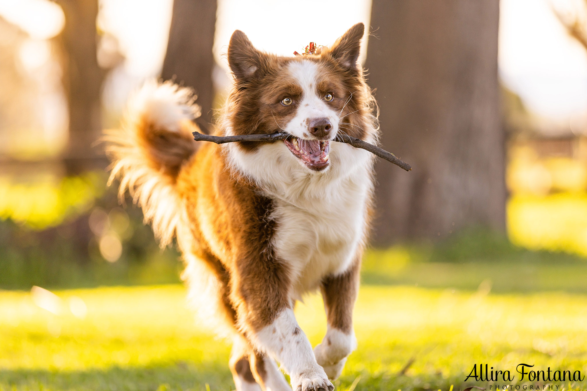 Bundy, Archie, Max and Cashie's photo session at home 