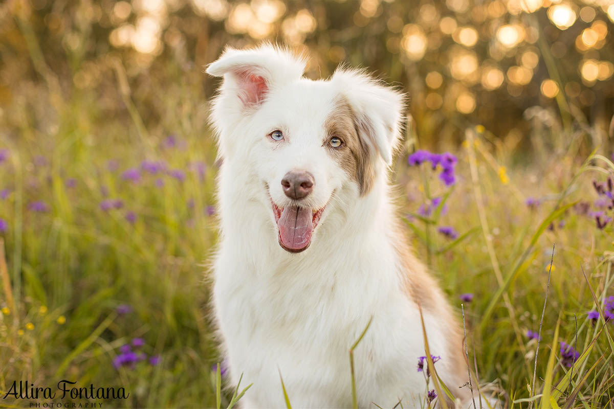 Maggie and Chase's photo session at Rouse Hill Regional Park 