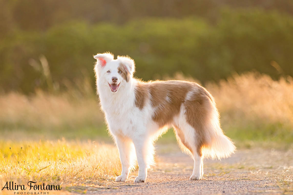 Maggie and Chase's photo session at Rouse Hill Regional Park 