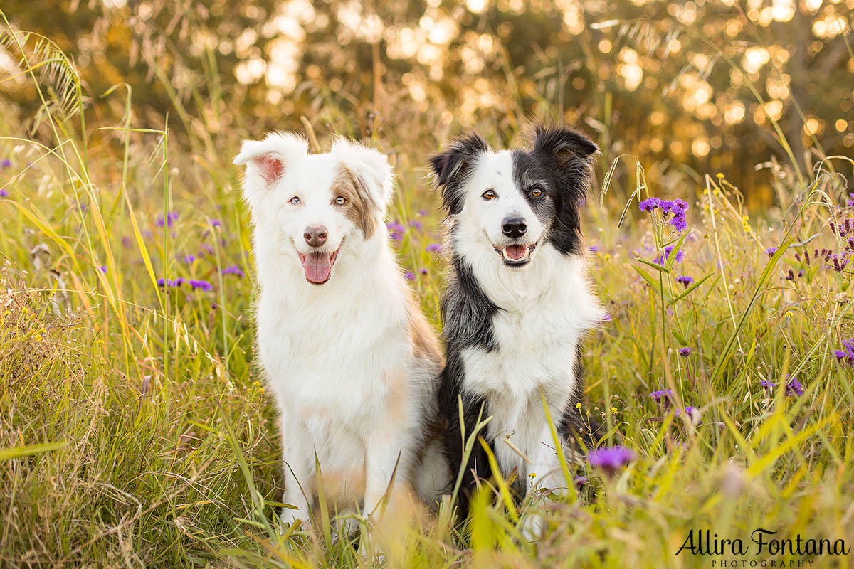 Maggie and Chase's photo session at Rouse Hill Regional Park 