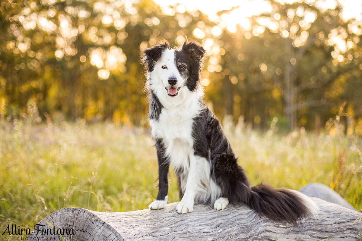 Maggie and Chase's photo session at Rouse Hill Regional Park 