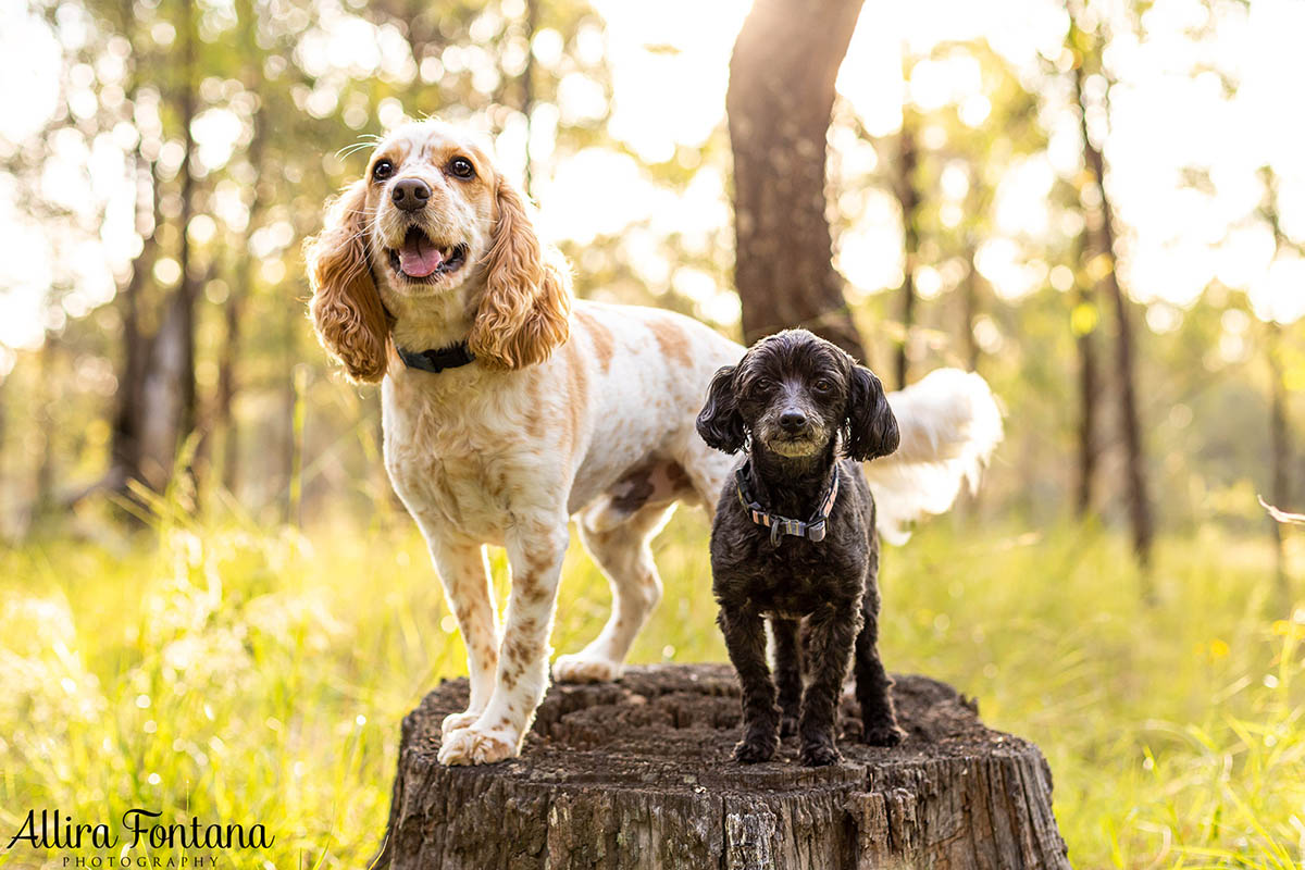 Roxy and Franklin's photo session at Lakes Edge Park