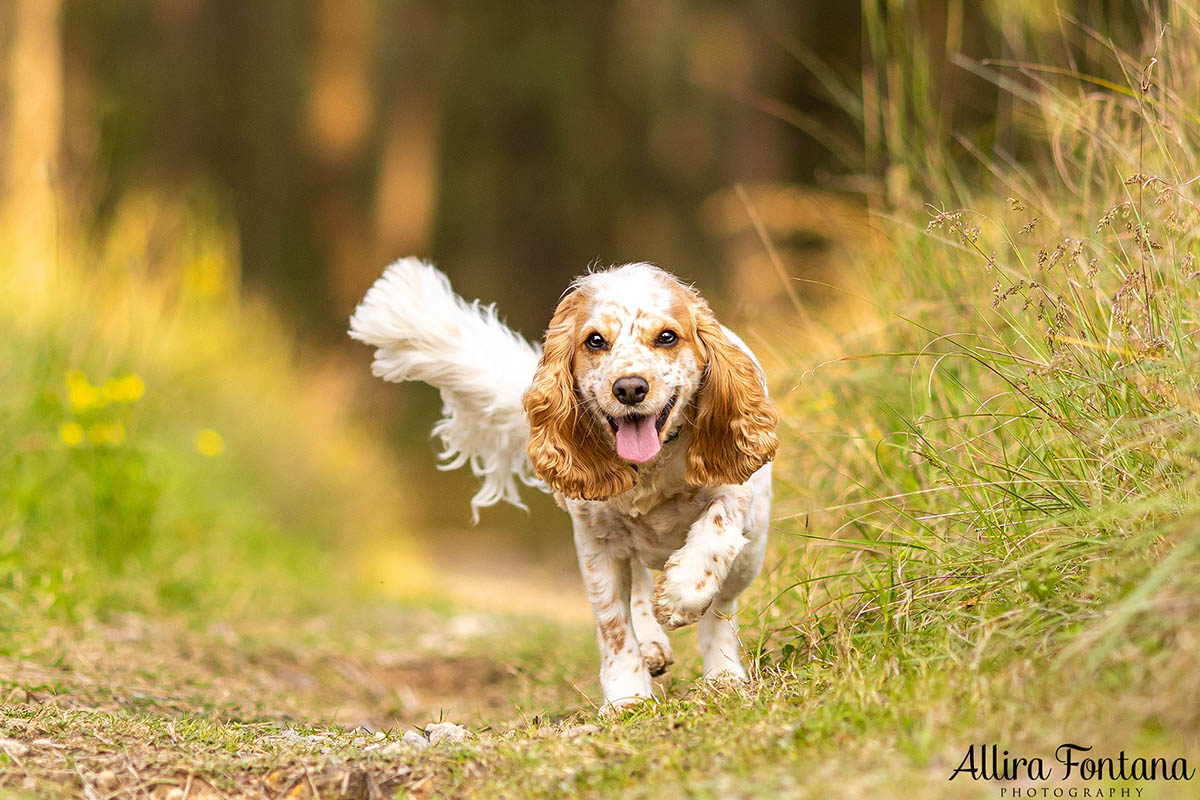 Roxy and Franklin's photo session at Lakes Edge Park