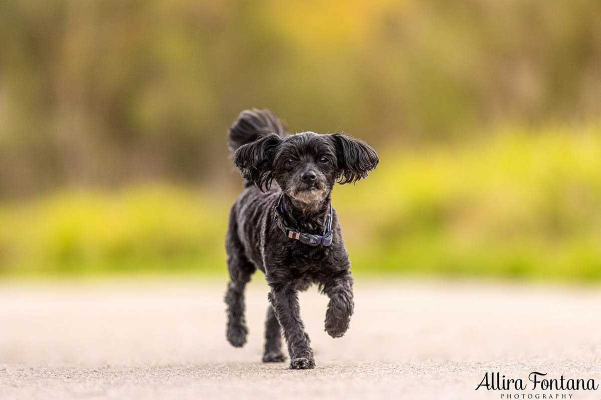 Roxy and Franklin's photo session at Lakes Edge Park