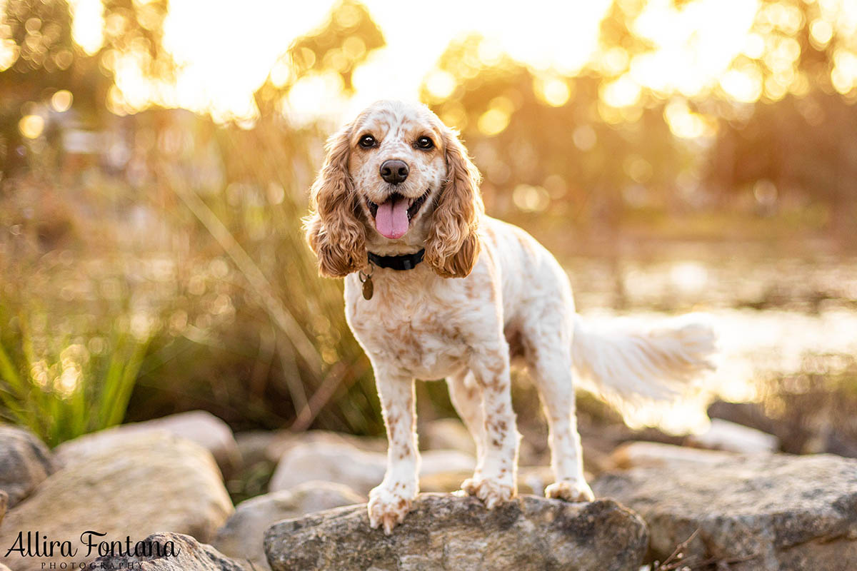 Roxy and Franklin's photo session at Lakes Edge Park