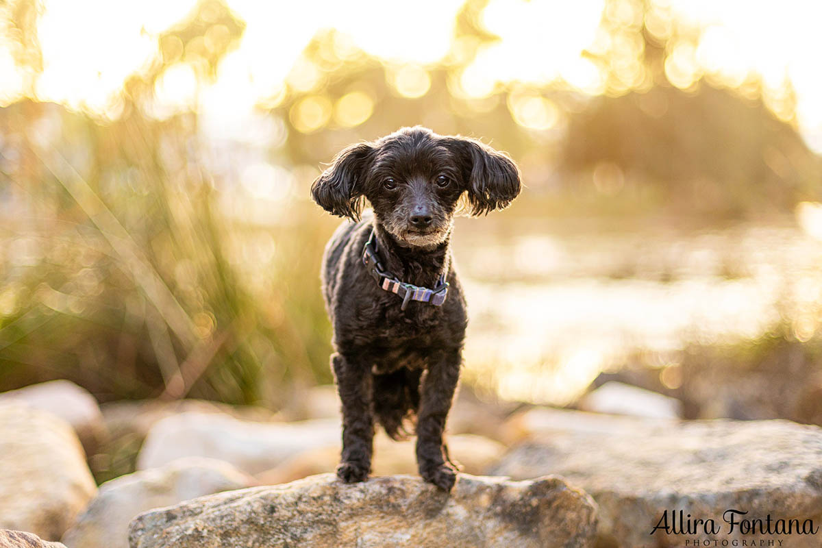 Roxy and Franklin's photo session at Lakes Edge Park