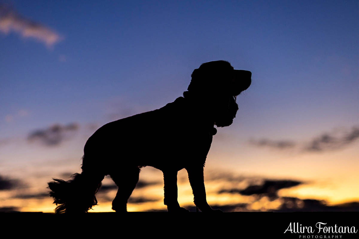 Roxy and Franklin's photo session at Lakes Edge Park
