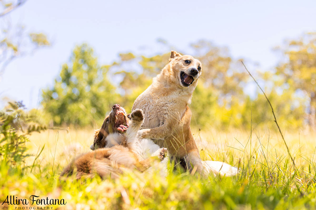 HipCamp with my dogs was a huge hit! 