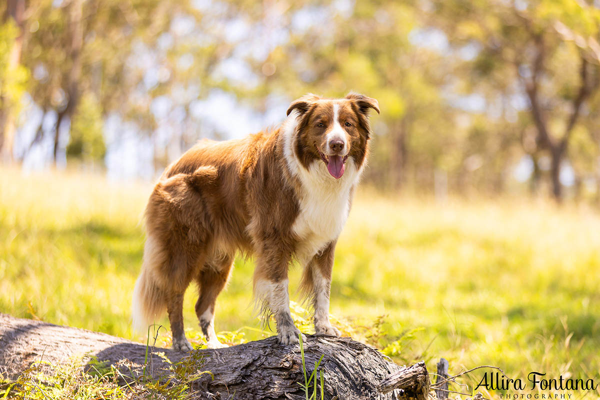 HipCamp with my dogs was a huge hit! 