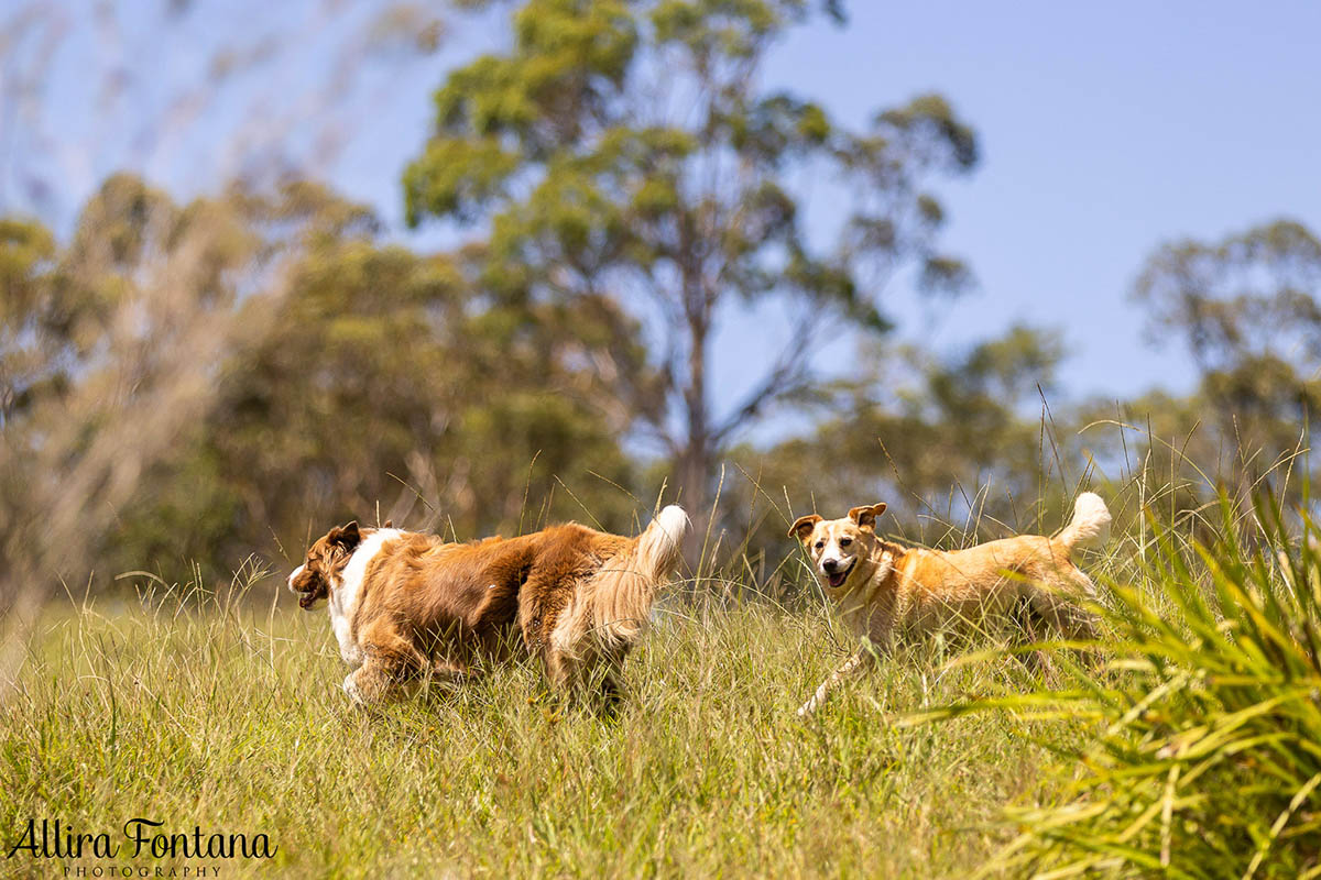 HipCamp with my dogs was a huge hit! 