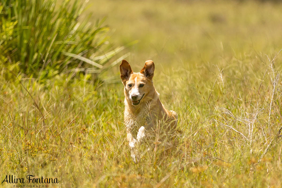 HipCamp with my dogs was a huge hit! 