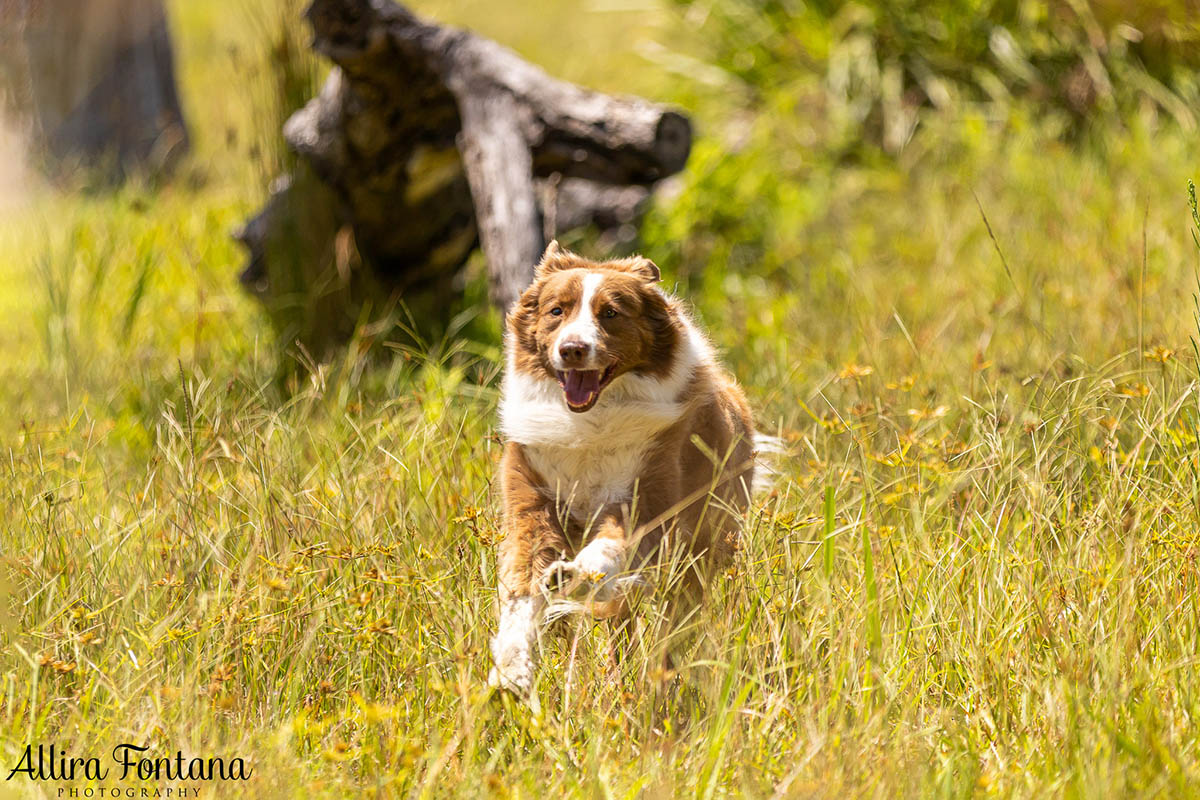 HipCamp with my dogs was a huge hit! 