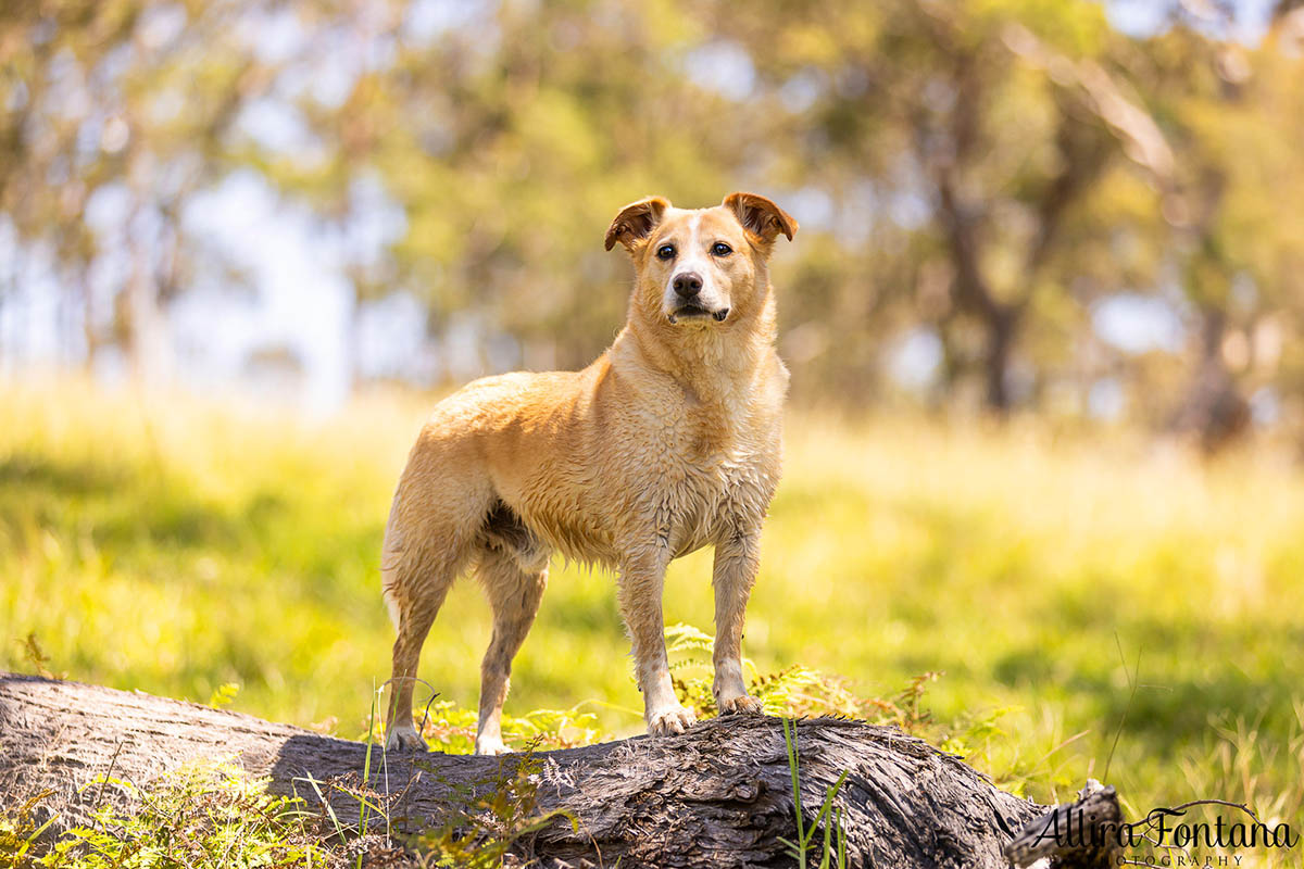 HipCamp with my dogs was a huge hit! 