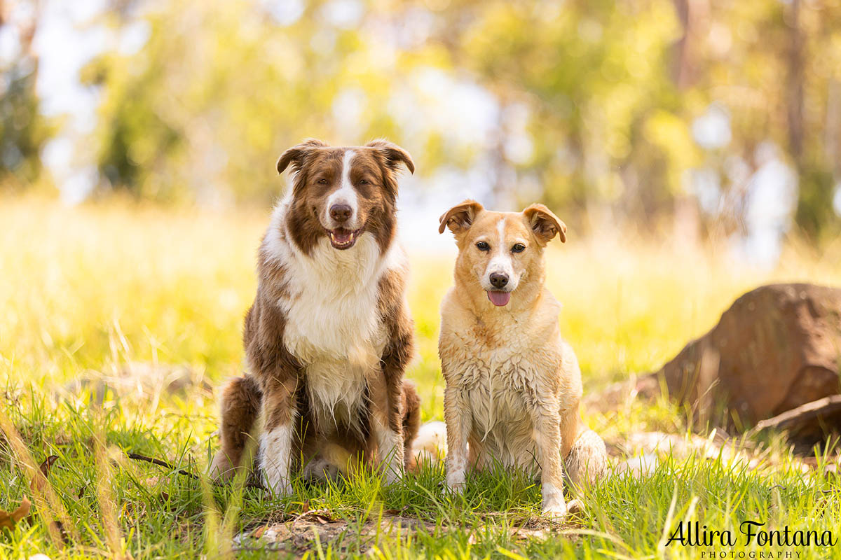 HipCamp with my dogs was a huge hit!