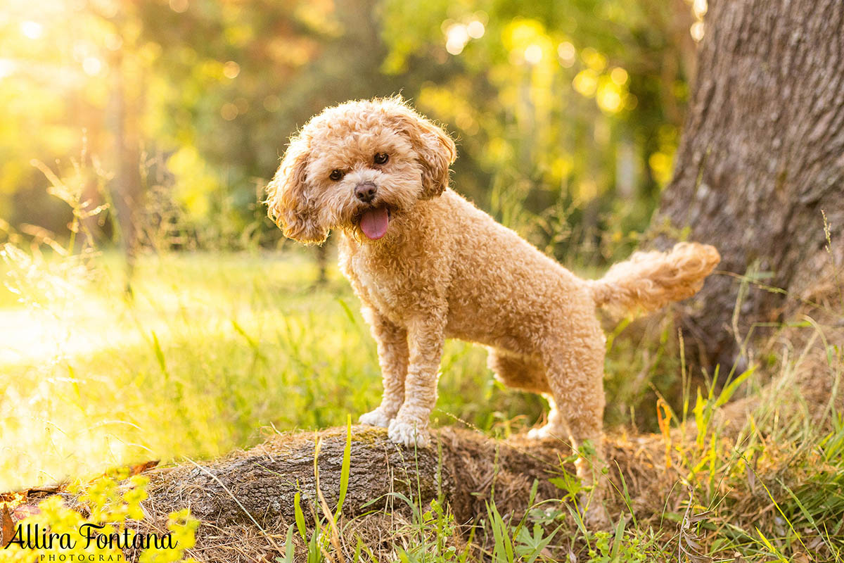 Freyja's photo session at Castle Hill Heritage Park 