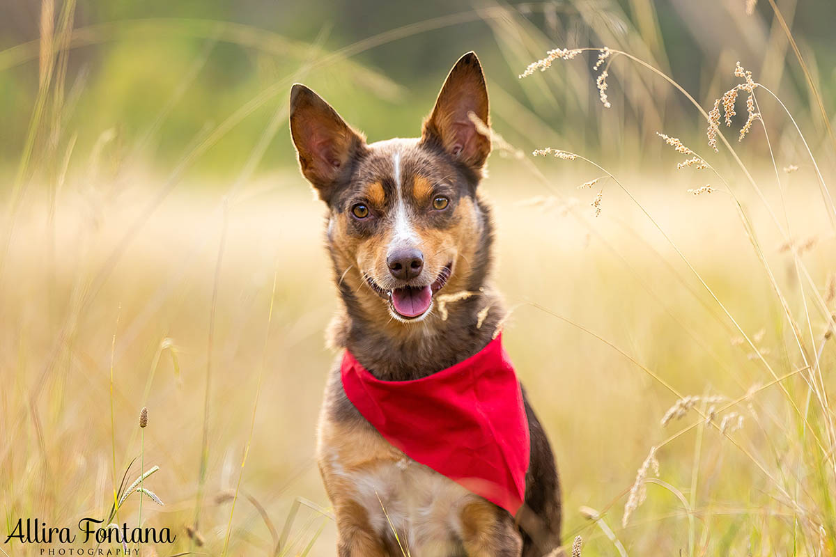 Trista's photo session with Dazzle and Lexi