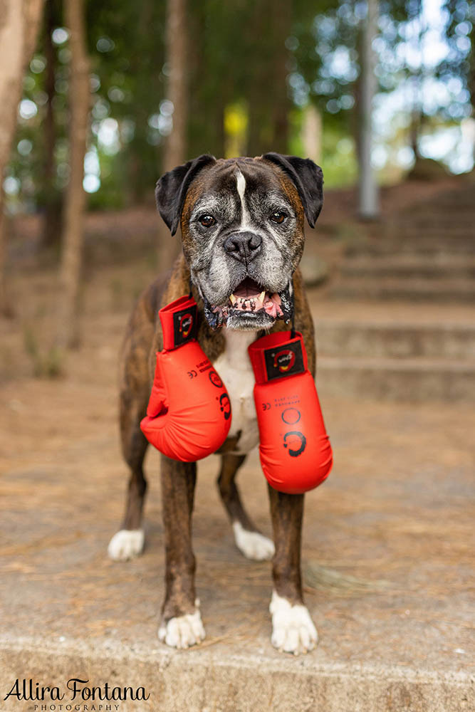 Buddy's photo session at Eric Woods Reserve 