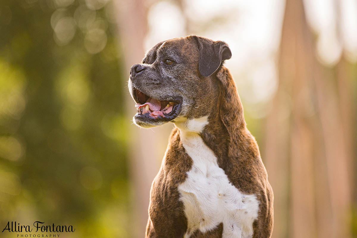 Buddy's photo session at Eric Woods Reserve 