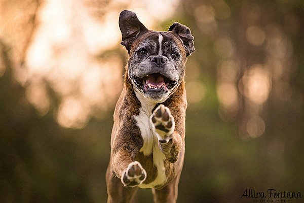 Buddy's photo session at Eric Woods Reserve