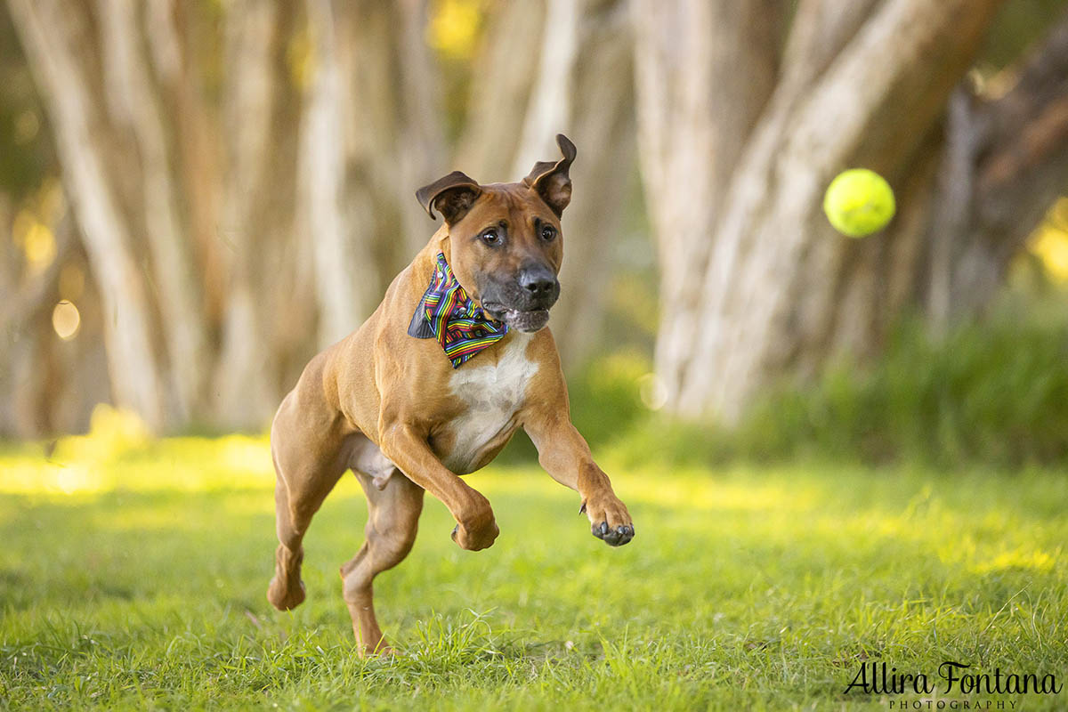 Dobby's photo session at Centennial Park