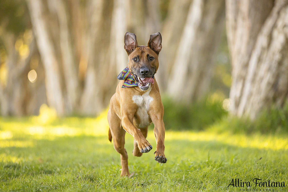 Dobby's photo session at Centennial Park