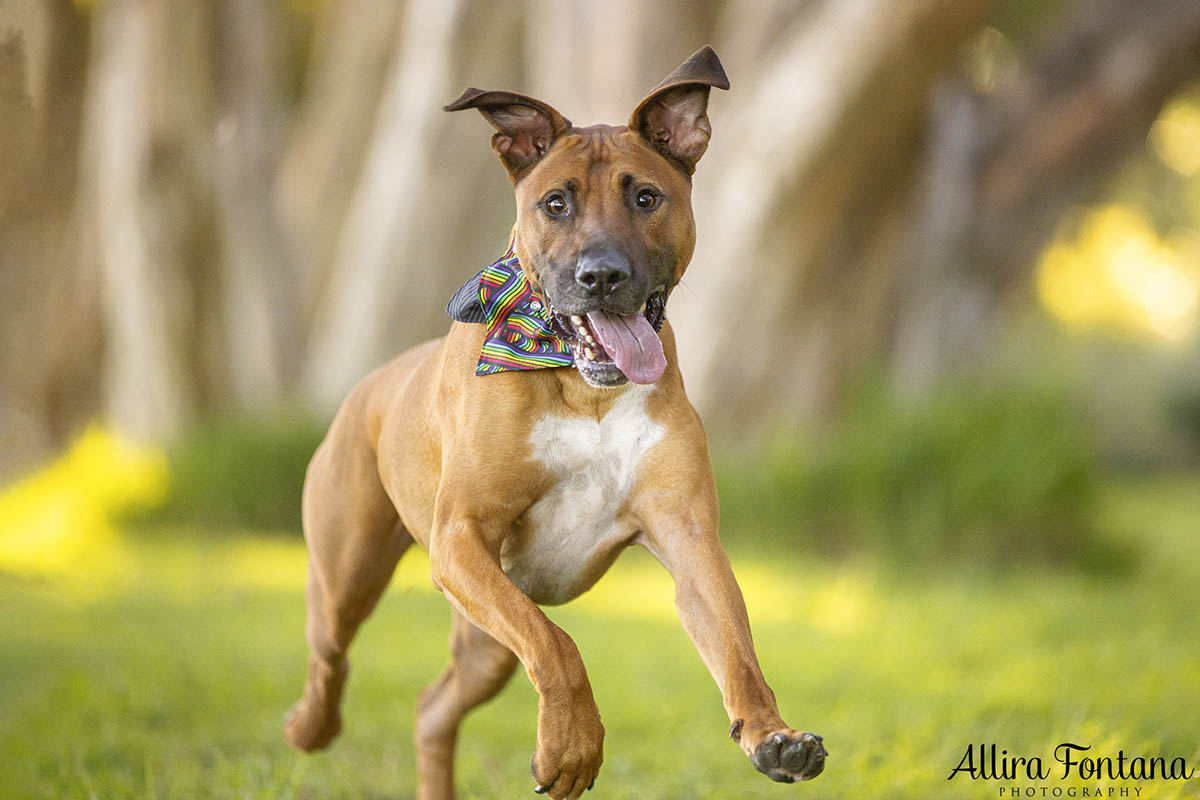 Dobby's photo session at Centennial Park